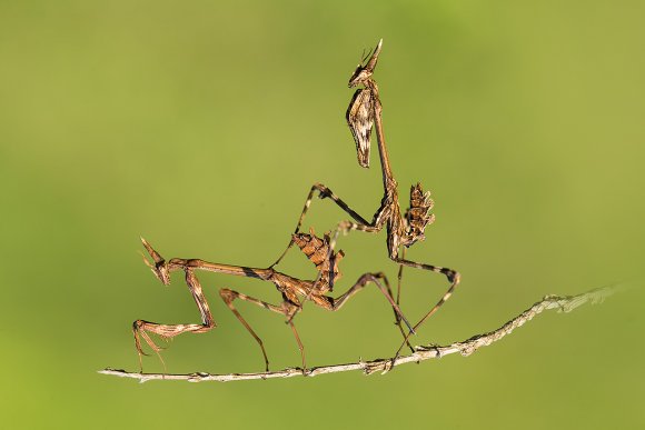 Empusa pennata