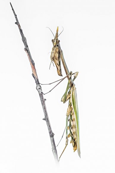 Empusa Pennata