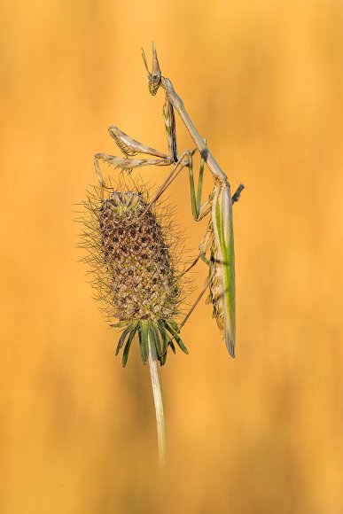 Empusa Pennata