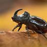 Scarabeo rinoceronte - European rhinoceros beetle (Oryctes nasicornis)