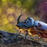 Scarabeo Rinoceronte - European rhinoceros beetle (Oryctes nasicornis)