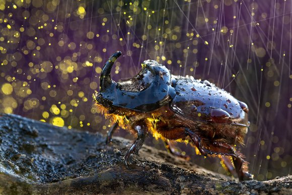 Scarabeo Rinoceronte - European rhinoceros beetle (Oryctes nasicornis)