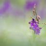 Empusa pennata