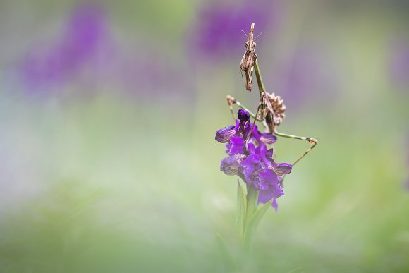 Empusa pennata