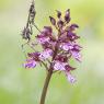 Empusa pennata