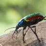 Calosoma sycophanta