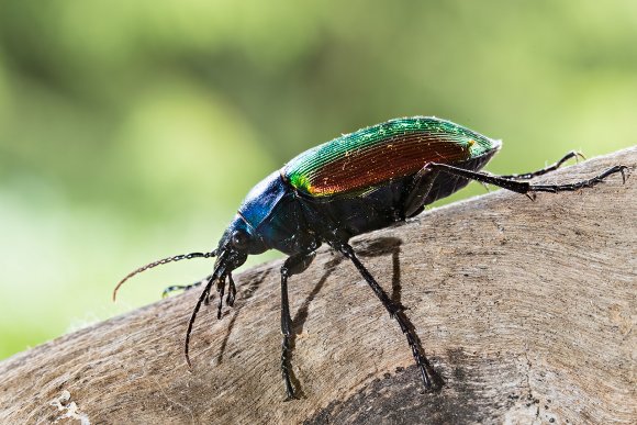 Calosoma sycophanta