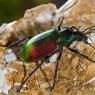 Calosoma sycophanta