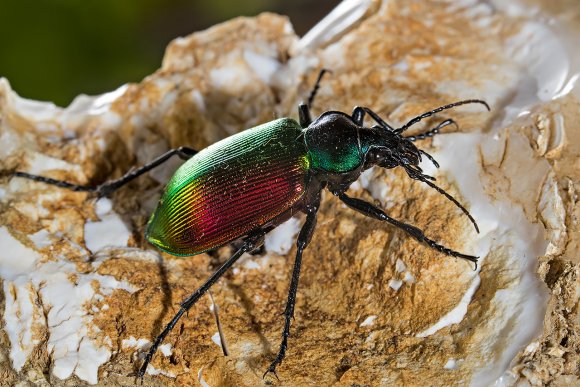 Calosoma sycophanta