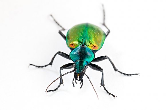 Calosoma sycophanta