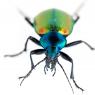 Calosoma sycophanta