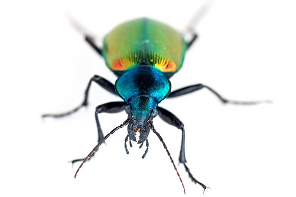 Calosoma sycophanta