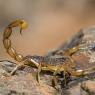 Scorpione giallo - Common yellow scorpion (Buthus occitanus)