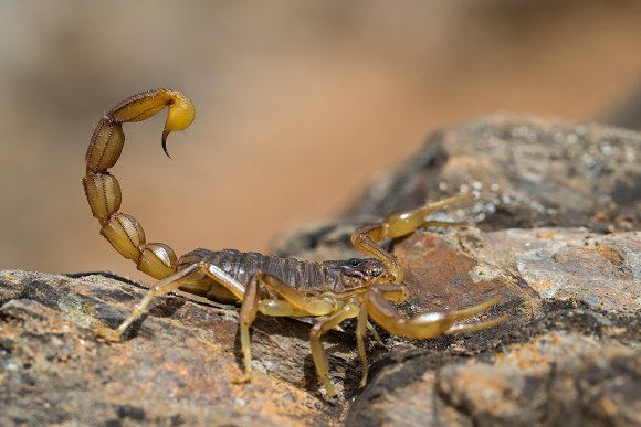Scorpione giallo - Common yellow scorpion (Buthus occitanus)
