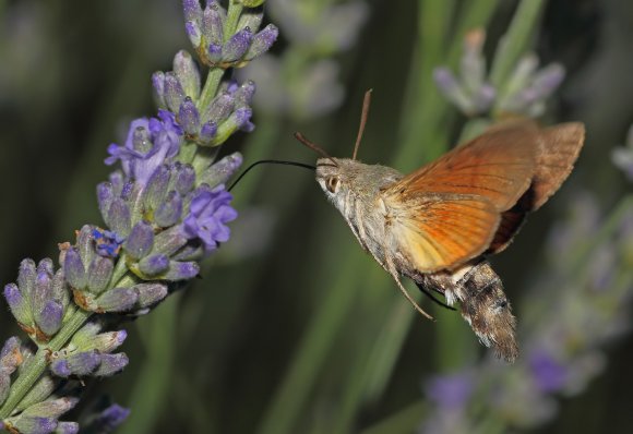 a-macroglossum_filtered