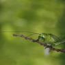 cavalletta-verde-tettigonia-viridissima2