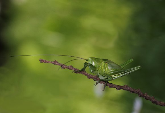 cavalletta-verde-tettigonia-viridissima2