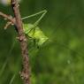 cavalletta-verde-tettigonia-viridissima