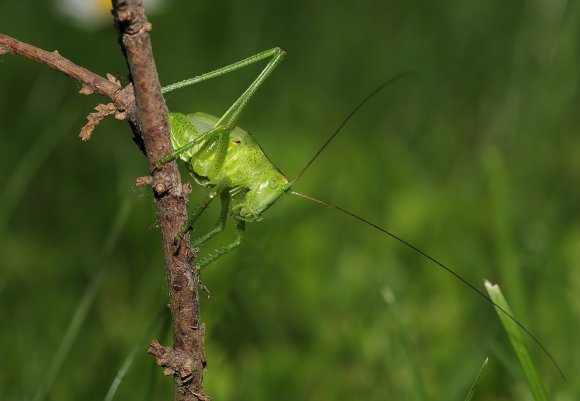 cavalletta-verde-tettigonia-viridissima