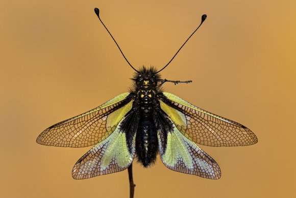 Libelluloide  (Coccaius ascalafo)