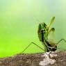 Mantide religiosa - Prayer mantis (Mantis religiosa)