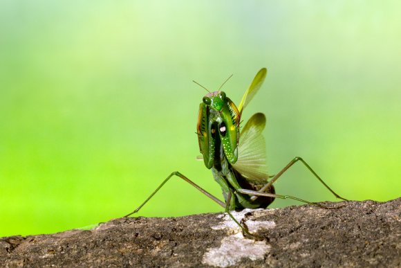 Mantide religiosa - Prayer mantis (Mantis religiosa)