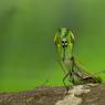 Mantide religiosa - Prayer mantis (Mantis religiosa)