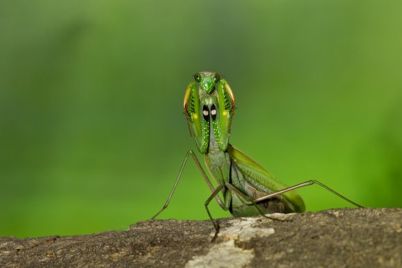Mantide religiosa - Prayer mantis (Mantis religiosa)