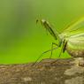 Mantide religiosa - Prayer mantis (Mantis religiosa)