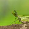 Mantide religiosa - Prayer mantis (Mantis religiosa)