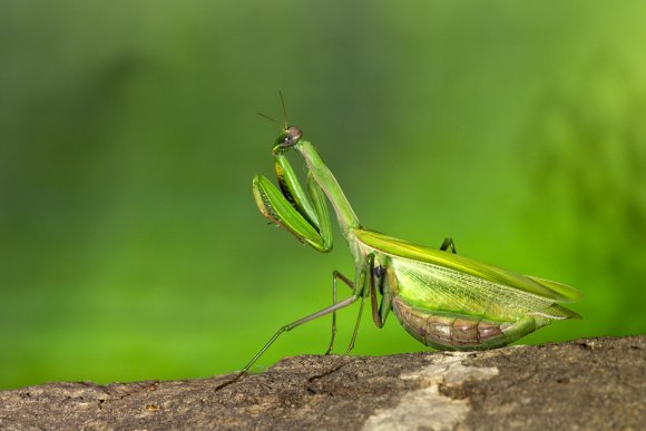 Mantide religiosa - Prayer mantis (Mantis religiosa)