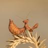 Mantide nana europea - European dwarf mantis (Ameles spallanzania) 