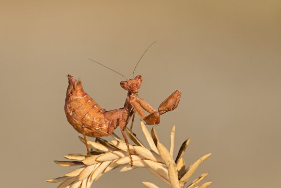 Mantide nana europea - European dwarf mantis (Ameles spallanzania) 