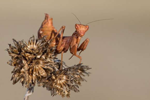 Mantide nana europea - European dwarf mantis (Ameles spallanzania) 