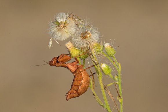 Mantide nana europea - European dwarf mantis (Ameles spallanzania) 