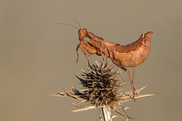 Mantide nana europea - European dwarf mantis (Ameles spallanzania) 