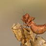 Mantide nana europea - European dwarf mantis (Ameles spallanzania) 