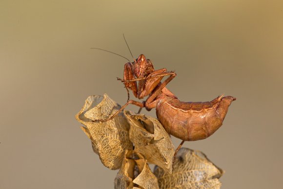 Mantide nana europea - European dwarf mantis (Ameles spallanzania) 