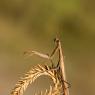 Mantide religiosa - Prayer mantis (Mantis religiosa)