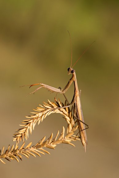 Mantide religiosa - Prayer mantis (Mantis religiosa)