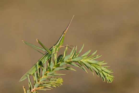 Acrida ungarica mediterranea