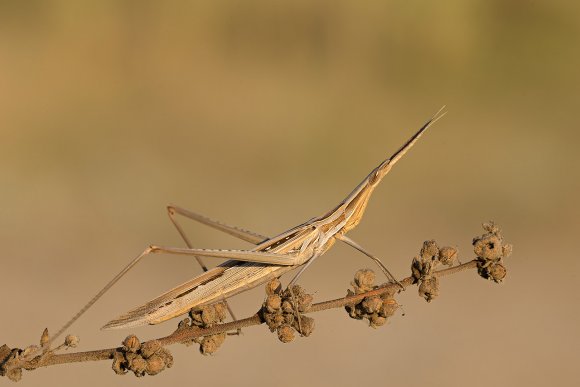 Acrida ungarica mediterranea