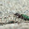 Cicindela maritima