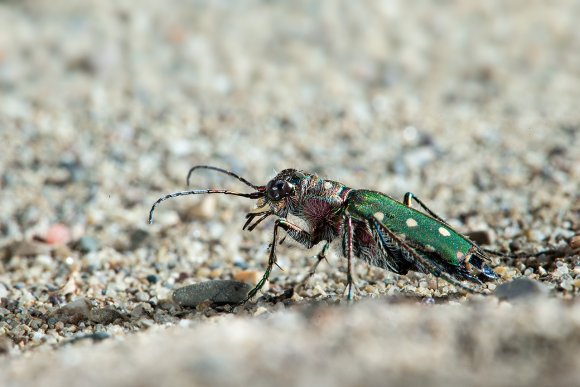 Cicindela maritima