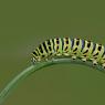 Macaone - Old World swallowtail (Papilio machaon)