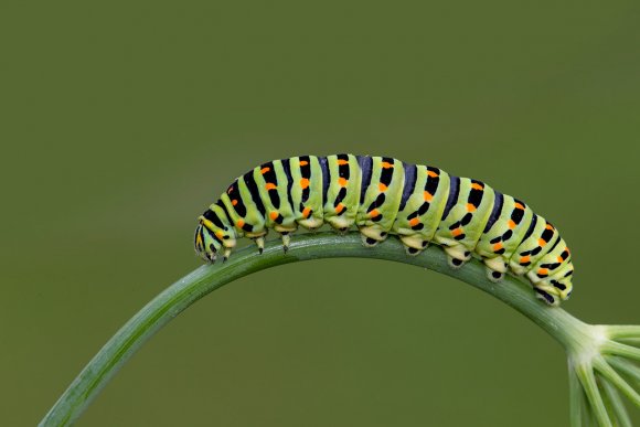 Macaone - Old World swallowtail (Papilio machaon)