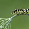 Macaone - Old World swallowtail (Papilio machaon)