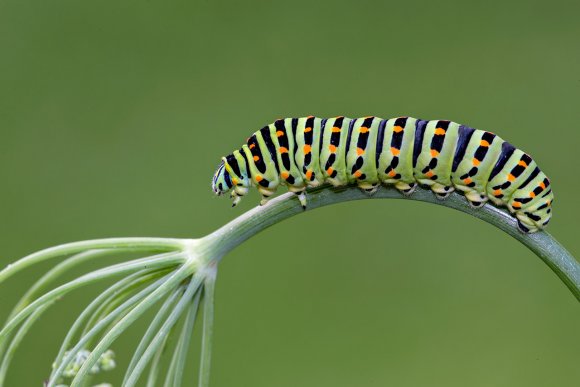 Macaone - Old World swallowtail (Papilio machaon)