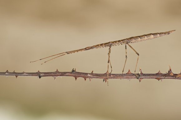 Insetto stecco - Stick insect (Bacillus rossius)