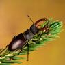 Cervo volante - Stag beetle  (Lucanus cervus) 